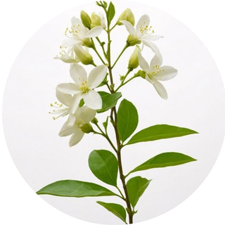 Jasmin