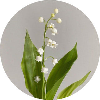 Muguet